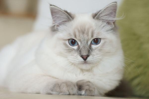 Las 10 razas de gatos más sociales: ¡amigables y cariñosas!  - 3. muñeca de trapo