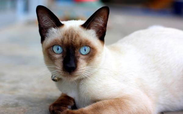Las 10 razas de gatos más sociales: ¡amigables y cariñosas!  - 2. siamés
