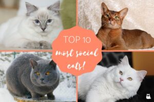 Las 10 Razas De Gatos Más Sociales: ¡amigables Y Cariñosas!