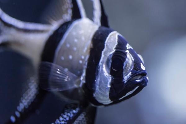 ¿Cómo saber si tu pez está enfermo?  - 7. Tu pez tiene manchas blancas en el cuerpo.