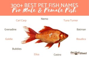 Los Mejores Nombres De Peces Para Peces Mascota