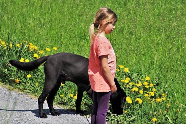 Infusiones de hierbas para perros - Infusión de hierbas de diente de león
