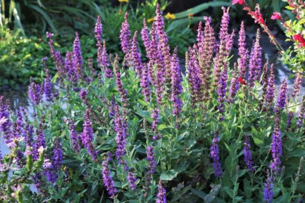 Infusiones de hierbas para perros - Infusión de hierbas de salvia