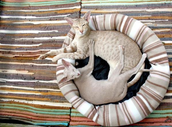 Tipos más comunes de parásitos externos en gatos - Hongos