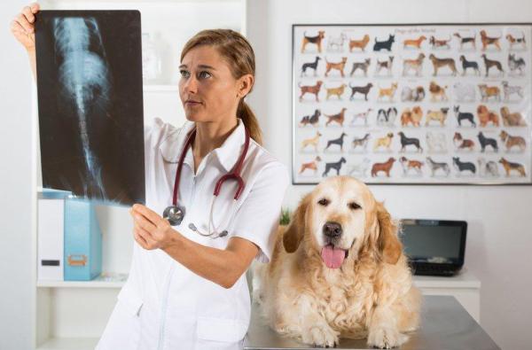 Obstrucción intestinal en perros - Síntomas y tratamiento - Tratamiento de la obstrucción intestinal en perros