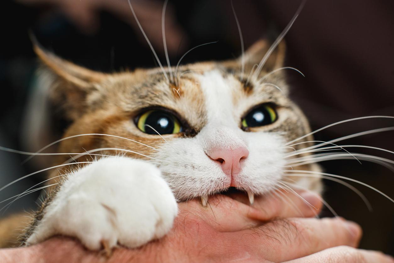 ¿Por Qué Mi Gato Me Ataca? ¿por Qué Mi Gato Me Ataca?
