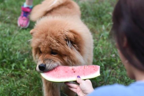 ¿Pueden los perros comer sandía?  - ¿Es la sandía segura para los perros?  - ¿Cómo regalar sandía a un perro?