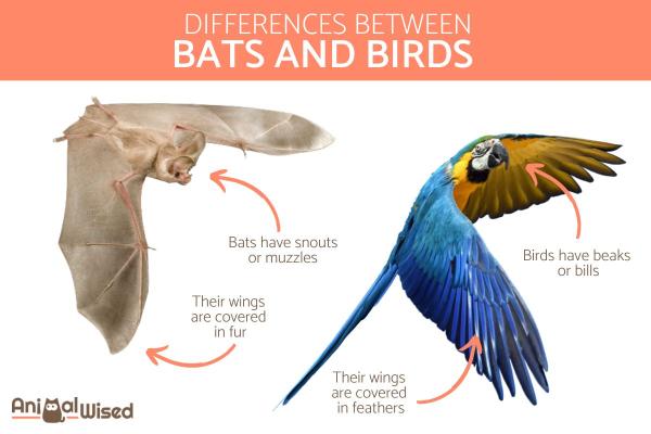 ¿Por qué un murciélago es un mamífero y no un pájaro? - ¿Es un murciélago un pájaro?