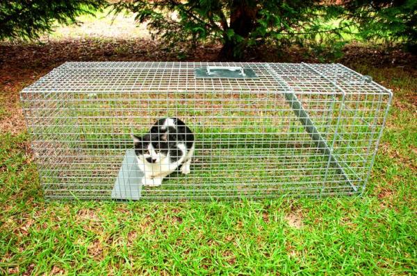 Cómo atrapar a un gato callejero de forma segura - Captura humanitaria de gatos - Cómo atrapar a un gato de forma segura con sedantes