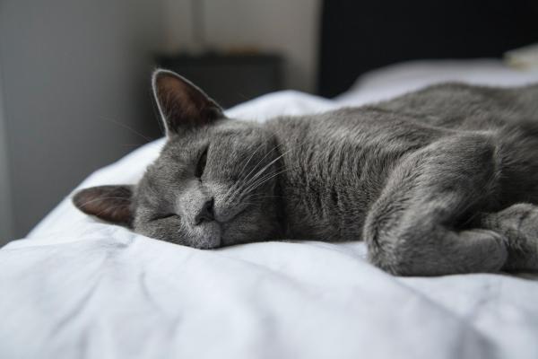 ¿Dónde duermen los gatos?  ¡Gatitos, gatos adultos y más!  - ¿Dónde poner la cama del gato?