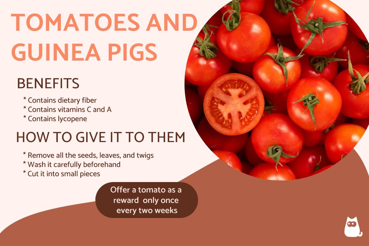 ¿pueden Las Cobayas Comer Tomates?