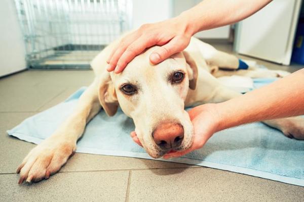 Mi perro tiene las encías pálidas - Causas y tratamiento - Encías pálidas en perros por anemia