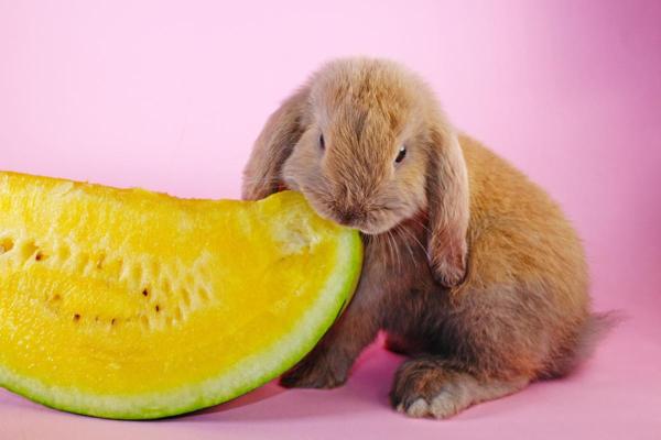 ¿Es seguro darles sandía a los conejos? - ¿Cómo regalar sandía a mi conejo?