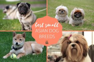 Las Mejores Razas De Perros Asiáticos Pequeños