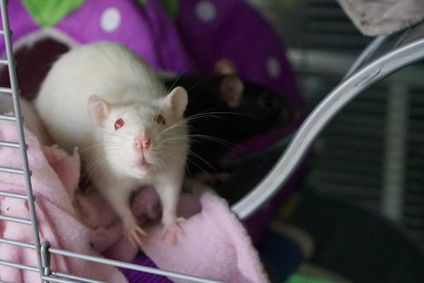 Los mejores nombres de ratas mascotas: ¡nombres lindos, inteligentes y famosos! - Nombres divertidos de ratas mascotas.