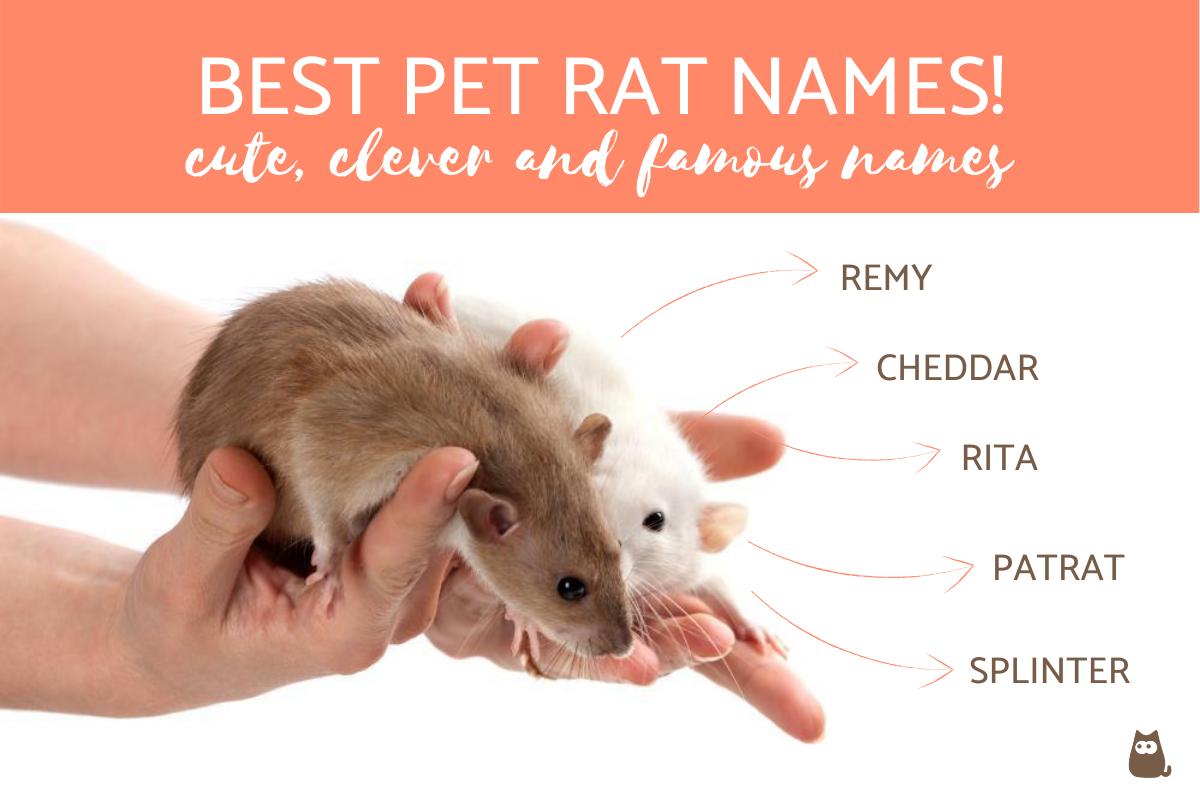 Los Mejores Nombres De Ratas Mascotas: ¡nombres Lindos, Inteligentes Y
