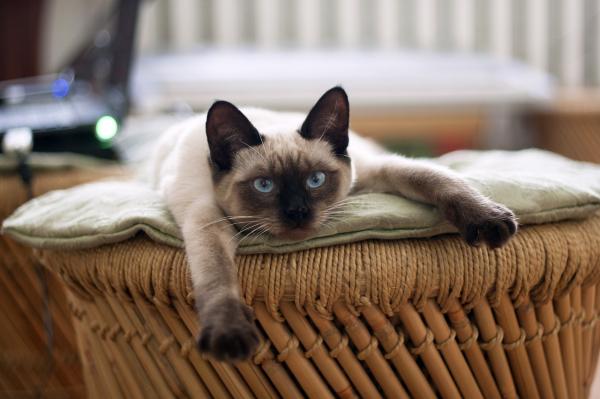 Las razas de gatos más bonitas del mundo - 3. Gato siamés