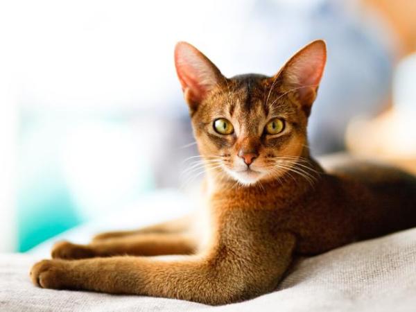 Las razas de gatos más bonitas del mundo - 2. Gato abisinio