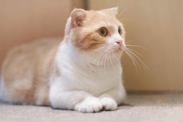Las razas de gatos más bonitas del mundo - 9. Gato Munchkin