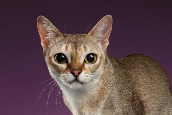 Las razas de gatos más bonitas del mundo - 10. Gato de Singapur