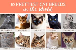 Las Razas De Gatos Más Bonitas Del Mundo
