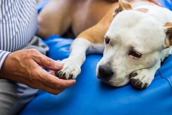 Diferentes tipos de tumores en perros - Remedios caseros para disolver tumores en perros
