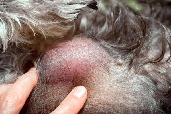 Diferentes tipos de tumores en perros - Síntomas de tumores en perros