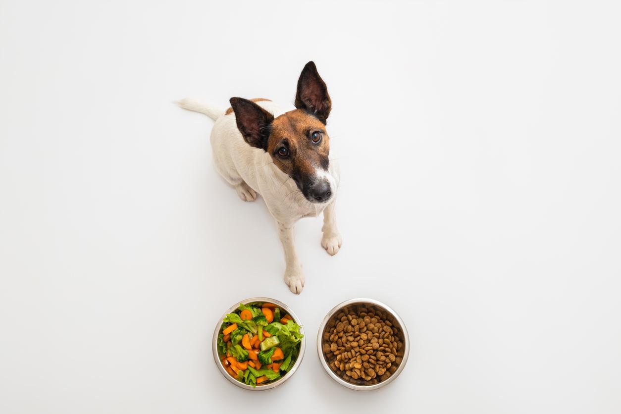 Fibra Dietética Para Perros: Importancia, Alimentos Y Suplementos Recomendados