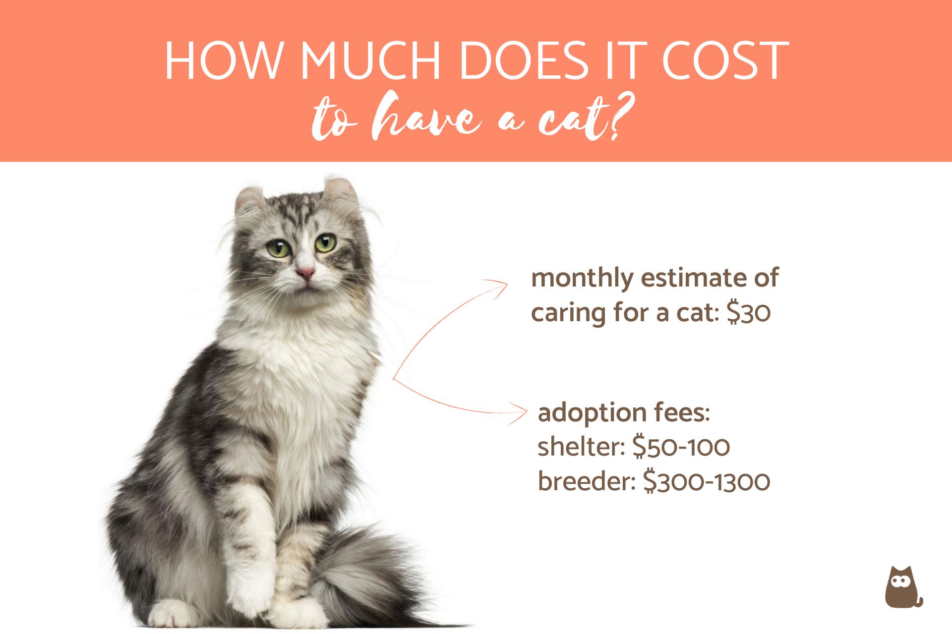 ¿cuánto Cuesta Tener Un Gato?