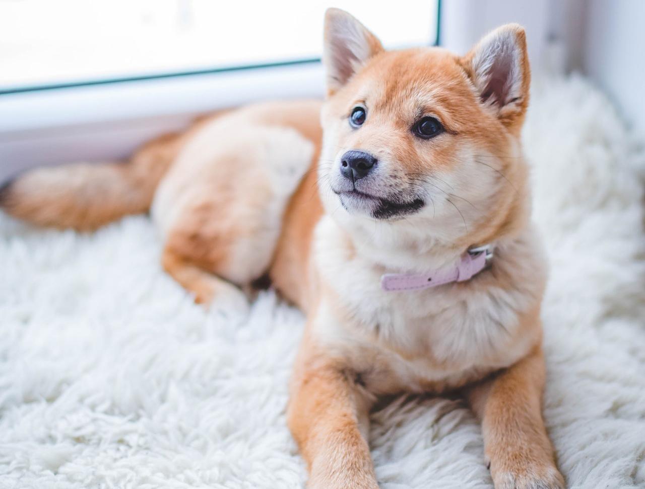 Cómo Dejar Solo a Un Cachorro: ¡entrenamiento Y Consejos! Cómo Dejar Solo a Un Cachorro: ¡entrenamiento Y Consejos!
