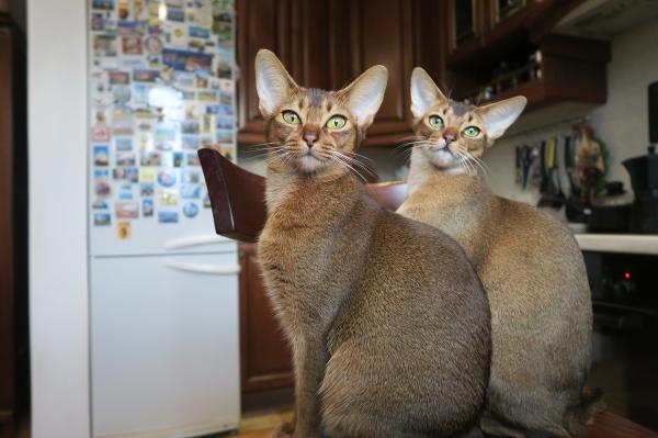 Tipos de gatos atigrados: ¿existe una raza de gato atigrado? - 4. Gato atigrado marcado (agutí)