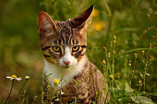 Tipos de gatos atigrados: ¿existe una raza de gato atigrado? - 2. Gato atigrado caballa