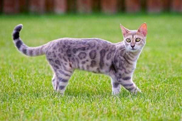 Tipos de gatos atigrados: ¿existe una raza de gato atigrado? - 3. Gato atigrado manchado