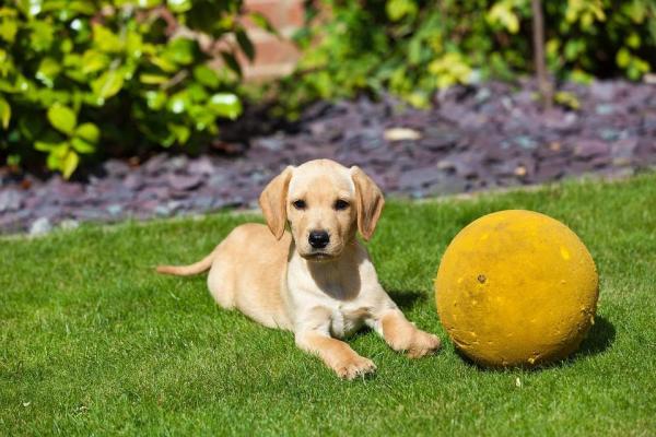 ¿Cuándo puede un cachorro dejar a su madre?  - Razones para sacar al cachorro antes de tiempo