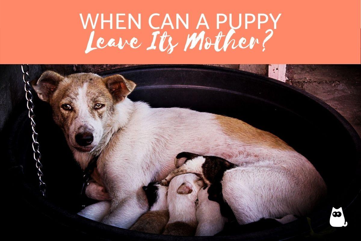 ¿cuándo Puede Un Cachorro Dejar a Su Madre?