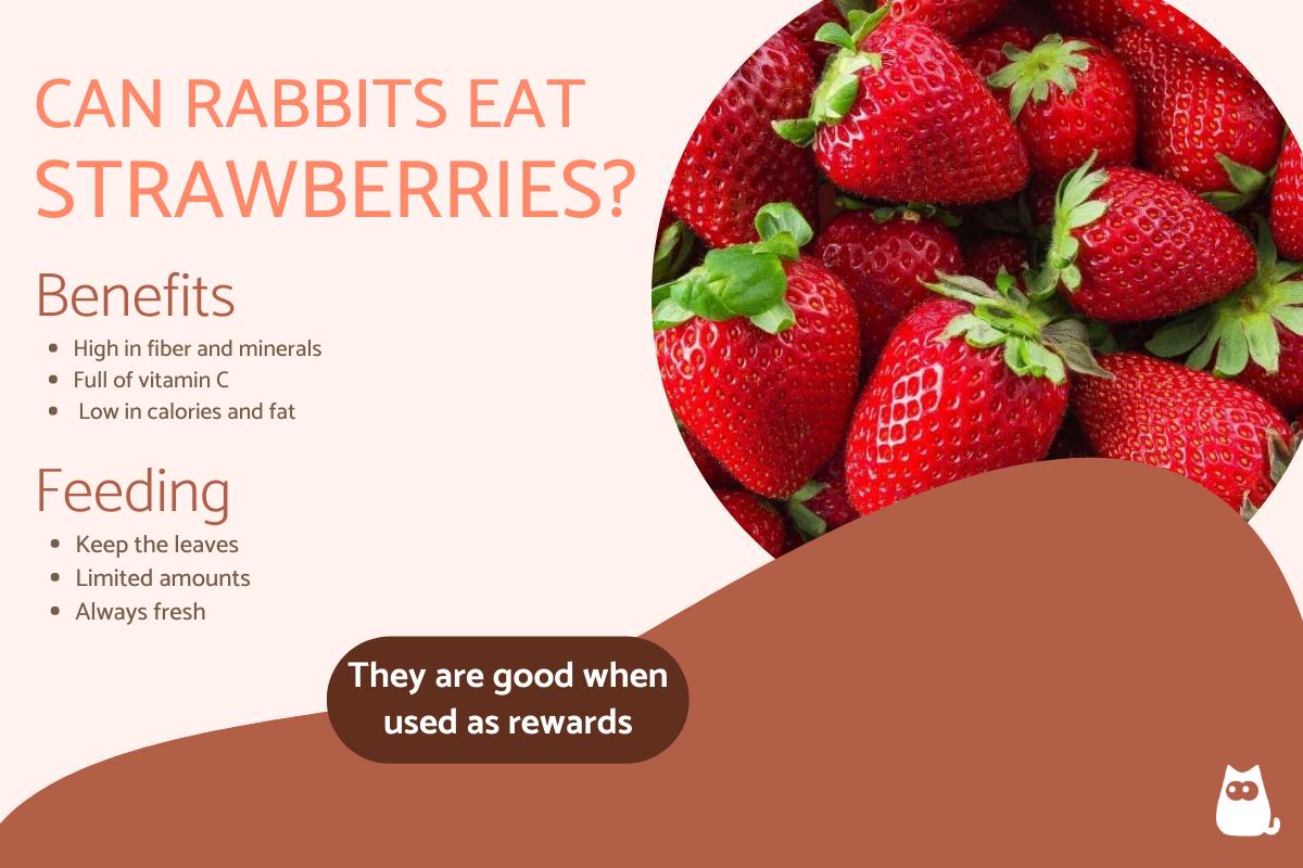 ¿pueden Los Conejos Comer Fresas?