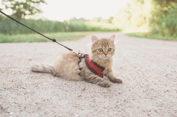 ¿Por qué mi gato de interior sigue intentando escapar? - Cómo evitar que tus gatos se escapen