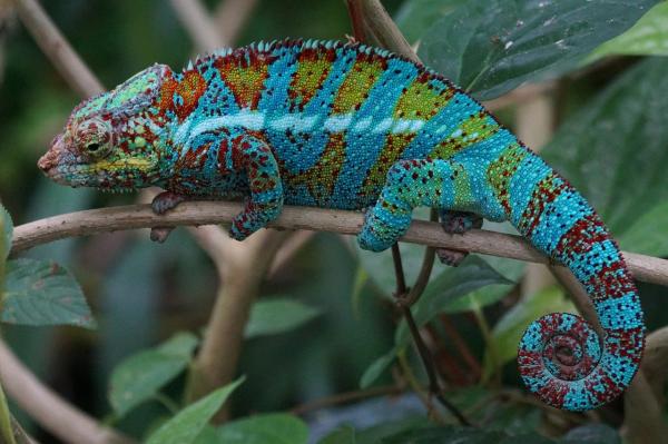 ¿Son los camaleones como mascotas una buena idea?  - Temperatura y humedad del terrario camaleón. 