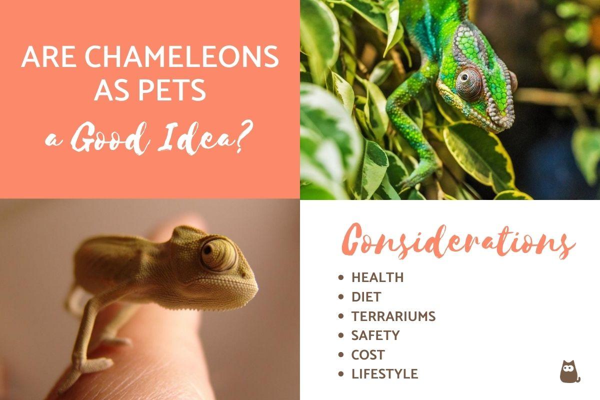 ¿Son Los Camaleones Como Mascotas Una Buena Idea? ¿son Los Camaleones Como Mascotas Una Buena Idea?