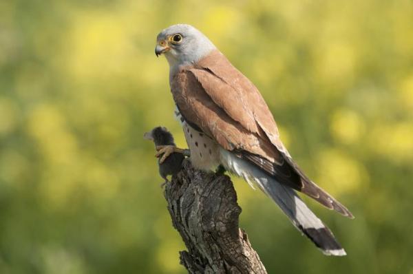 Tipos de Halcones - Especies, Nombres y Características - 2. Cernícalos