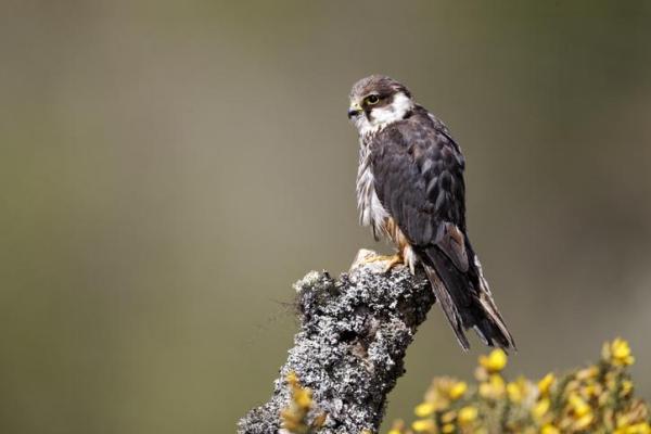 Tipos de Halcones - Especies, Nombres y Características - 3. Aficiones