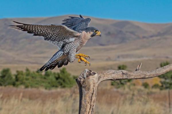 Tipos de Halcones - Especies, Nombres y Características - 4. Halcones