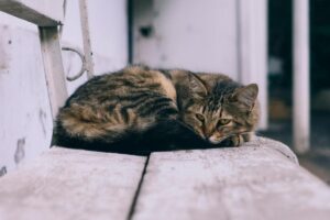 Lo Que Hay Que Saber Antes De Adoptar Un Gato