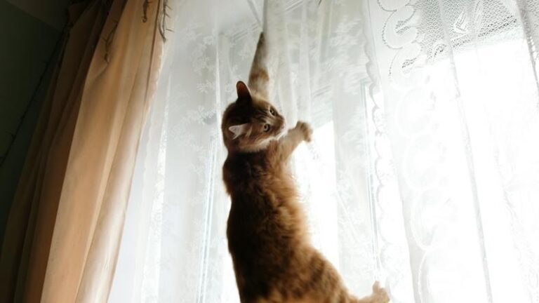 Cómo Evitar Que Un Gato Trepe Por Cortinas, Paredes Y Más | 2025