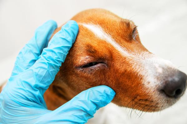 Distichiasis - Pestañas extra en perros - Síntomas de la distichiasis en perros