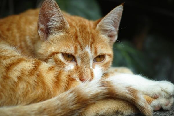 ¿Por qué a los gatos no les gusta que les toquen la cola? - ¿Puedo arreglarle la cola a un gato?