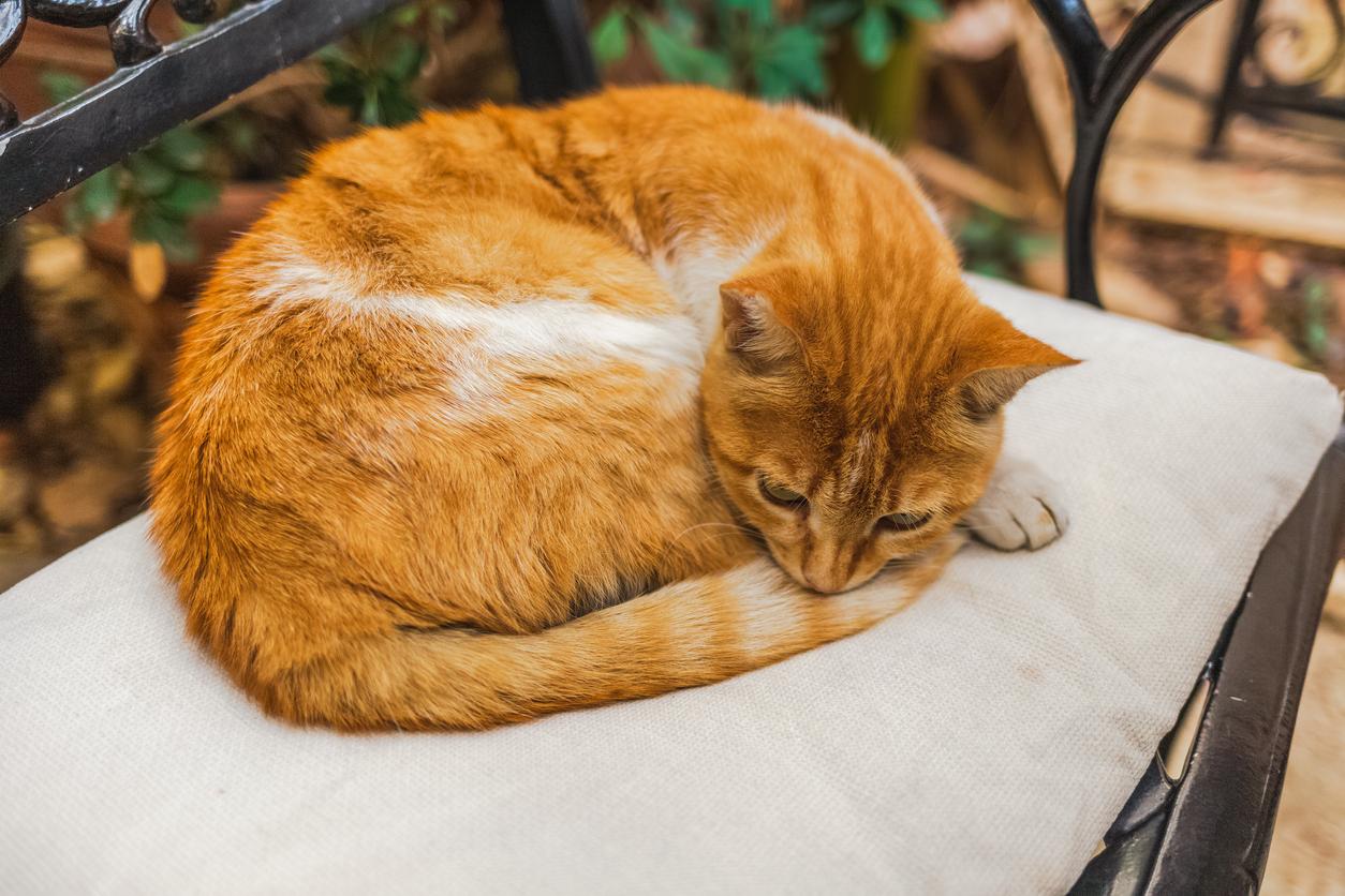 ¿Por Qué a Los Gatos No Les Gusta Que Les Toquen La Cola? ¿por Qué a Los Gatos No Les Gusta Que Les
