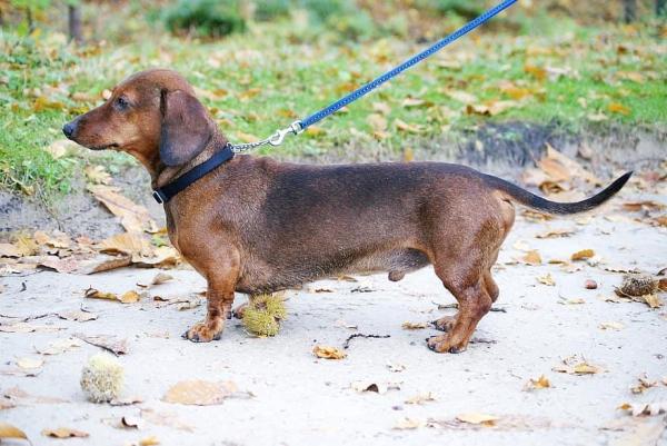 Tipos de perros salchicha y perros salchicha: perro salchicha miniatura o enano