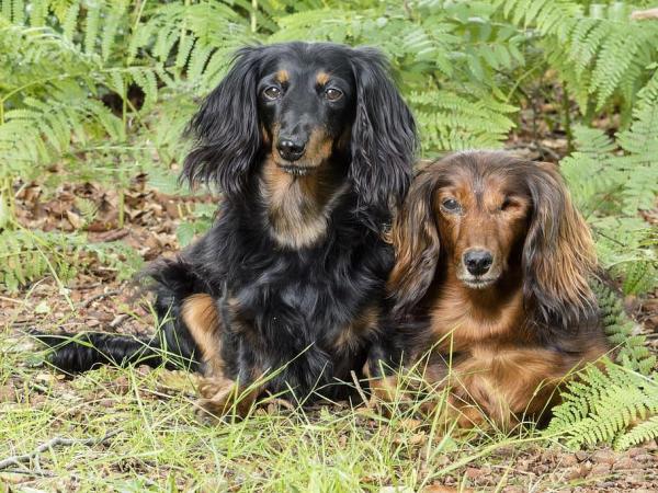 Tipos de perros salchicha y perros salchicha - Perro salchicha de pelo largo