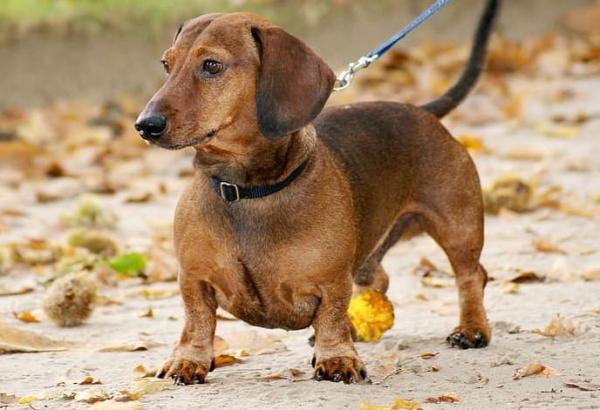 Tipos de perros salchicha y perros salchicha - Perro salchicha estándar